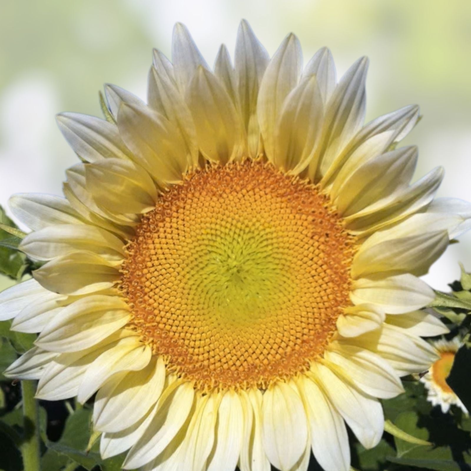 White Light Sunflower Seeds 20 Pack – Helianthus annuus Pure White for Planting, Garden, Landscaping, Easy to Grow