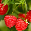 Everbearing Heritage Raspberry Cuttings - 20 Live Rubus idaeus Fruit Bearing Garden Plants, Organic, Starter Plants