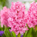 Pink Pearl Hyacinth Bulb Set 15cm Fragrant Hyacinthus orientalis Live Plant or Cutting 2 Pack