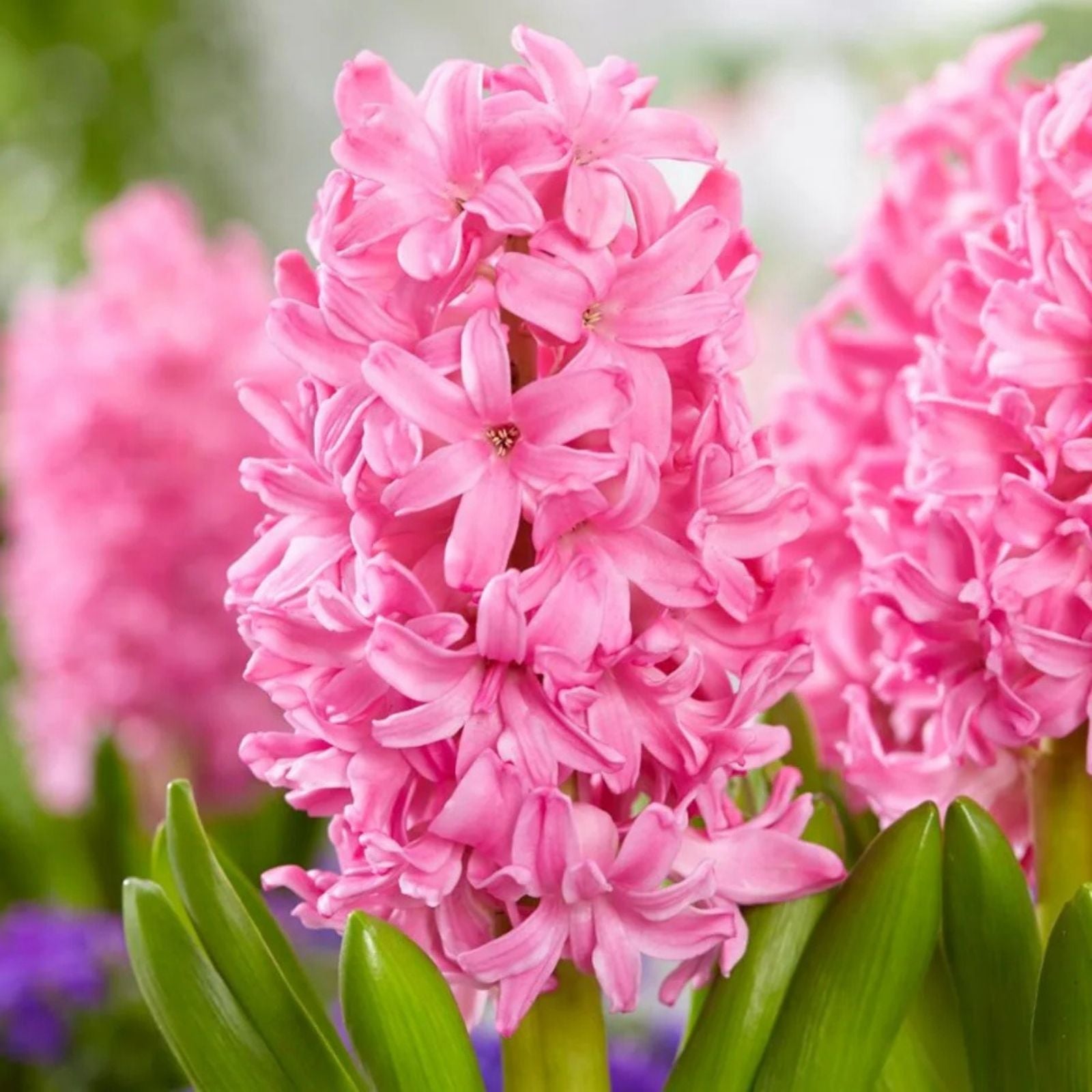 Pink Pearl Hyacinth Bulb Set 15cm Fragrant Hyacinthus orientalis Live Plant or Cutting 2 Pack