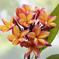 Rooted Plumeria Plant Cutting 10" Makaha Sunn Frangipani Tropical Garden Flower Fast Growing