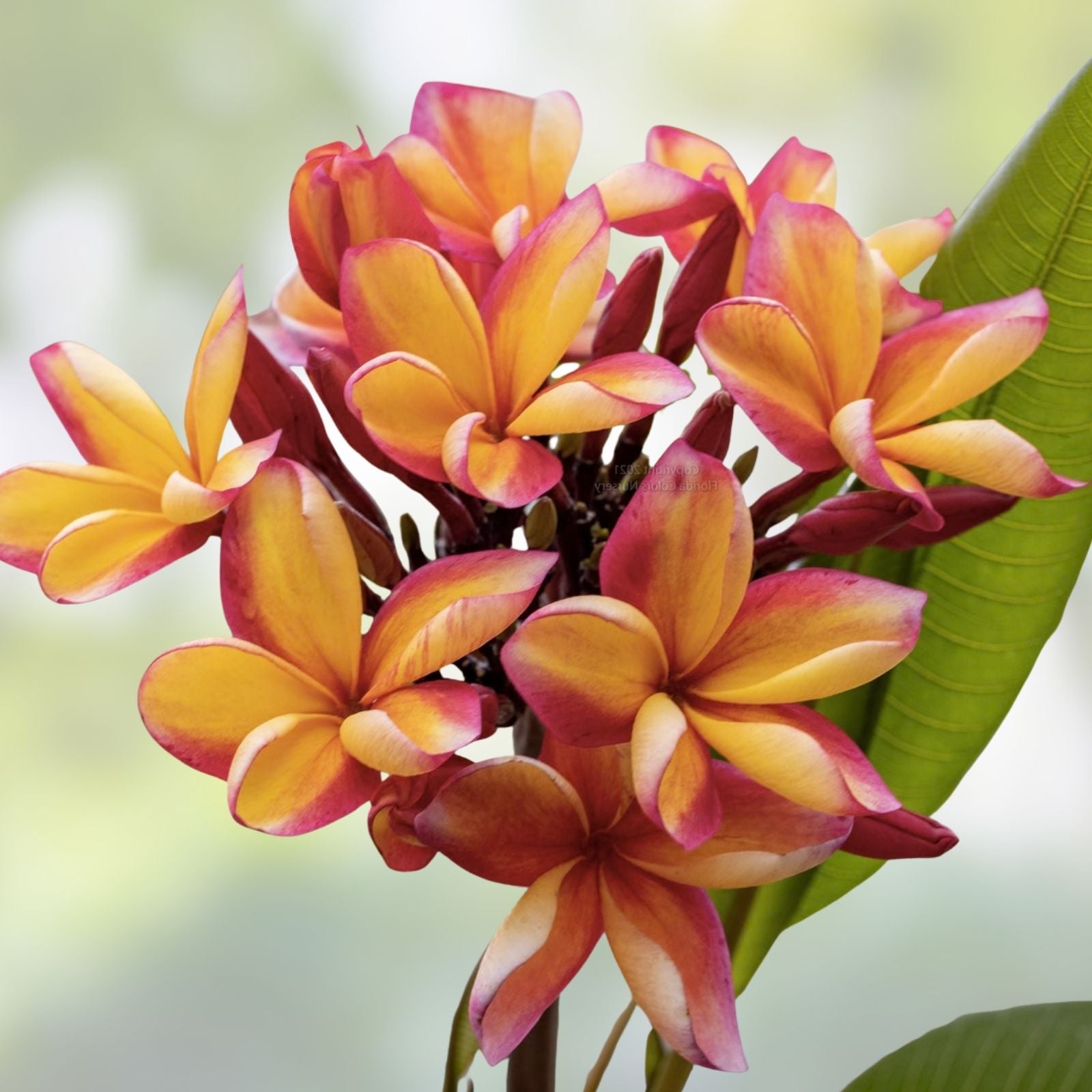 Rooted Plumeria Plant Cutting 10" Makaha Sunn Frangipani Tropical Garden Flower Fast Growing