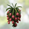 Dragon Fruit Cuttings Lake Atitlan Variety | Hylocereus undatus | Tropical Fruit Plant | Fast Growing, Edible Cactus
