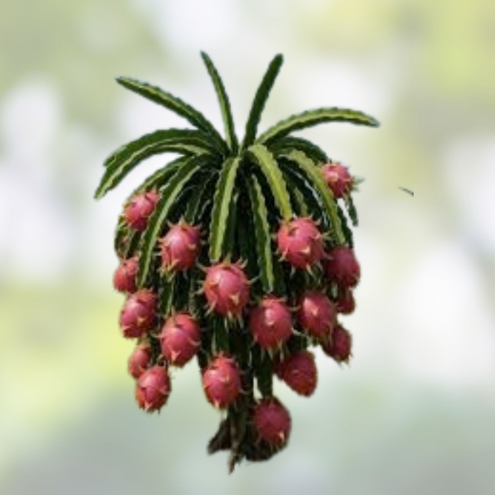 Dragon Fruit Cuttings Lake Atitlan Variety | Hylocereus undatus | Tropical Fruit Plant | Fast Growing, Edible Cactus