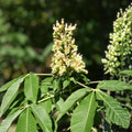 Yellow Buckeye Live Plant 16" Bare Root Aesculus flava Illinois Native Fall Color Houseplant