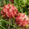 Red Dragon Fruit Cuttings 5 Pcs Pink Skin Red Flesh Hylocereus undatus – Fast Growing, Ready to Plant, Edible Fruit Plant