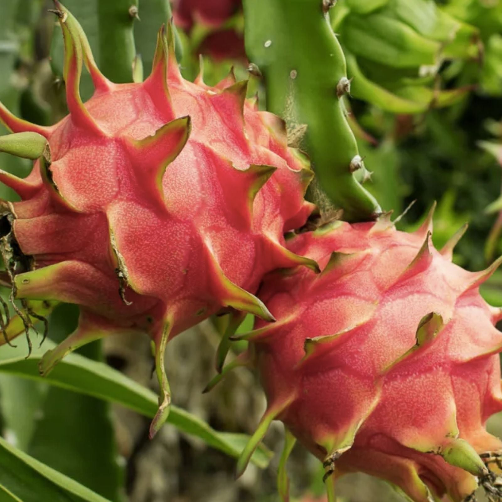 Red Dragon Fruit Cuttings 5 Pcs Pink Skin Red Flesh Hylocereus undatus – Fast Growing, Ready to Plant, Edible Fruit Plant