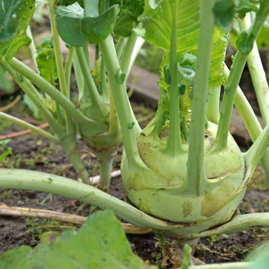 Heirloom Cucumber Seeds Boston Pickling Non-GMO Cucumis sativus Vegetable Garden Plant Starter