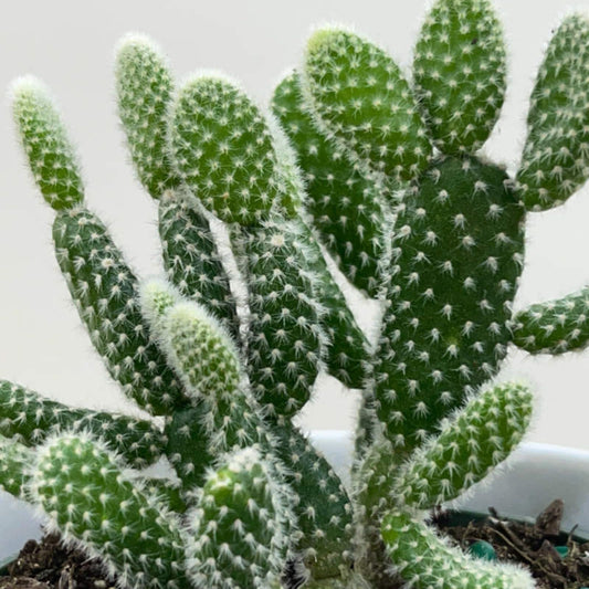 Opuntia Microdasys Bunny Ears Cactus 6" Succulent Plant - Indoor Decor, Off White, Easy Care, Desert Plant
