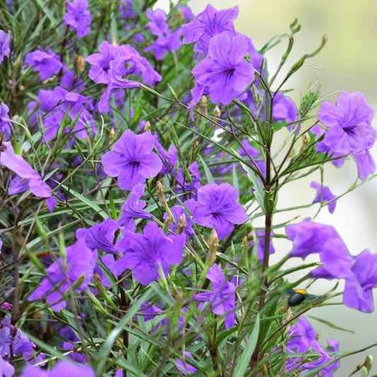 Mexican Petunia Cuttings - 6 Organic Purple Ruellia brittoniana Live Plants Garden Flowering Plants