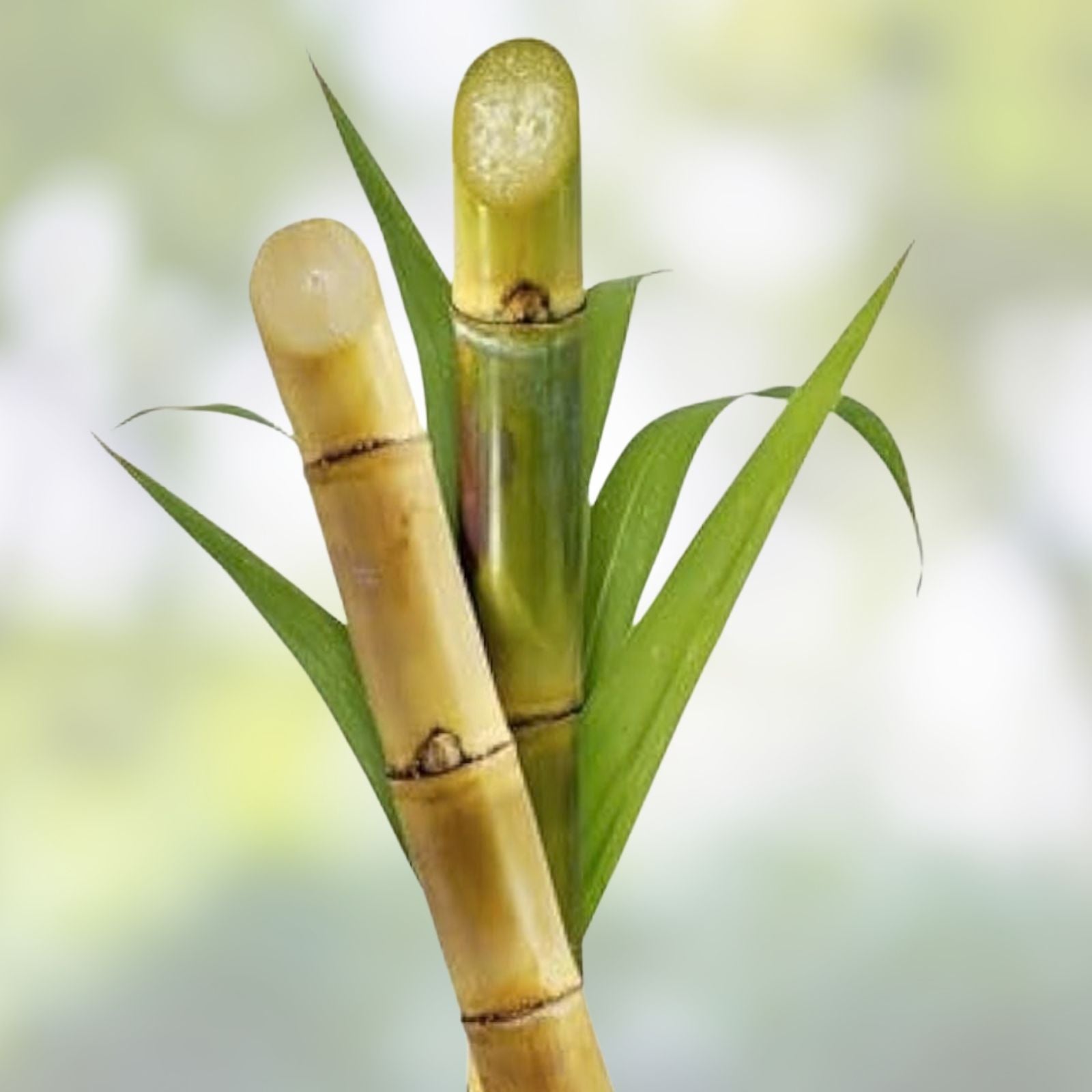 Green Sugarcane Live Plant – 4 Juicy Cuttings, Saccharum officinarum, Fast Growing, Sweet Natural Flavor, Planting Material