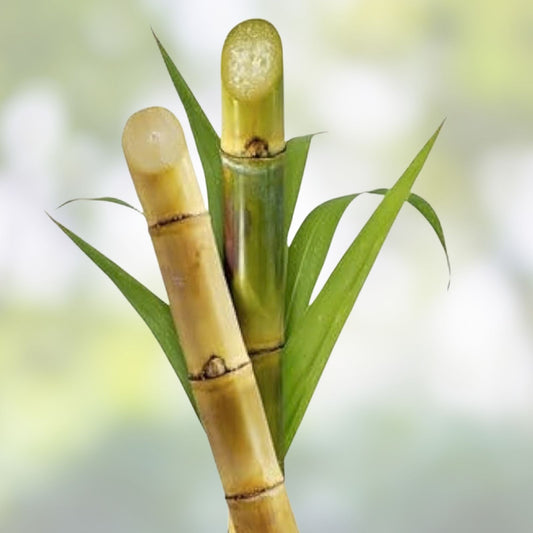 Green Sugarcane Live Plant – 4 Juicy Cuttings, Saccharum officinarum, Fast Growing, Sweet Natural Flavor, Planting Material