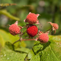 Thimbleberry Seeds 50+ Pack – Rubus parviflorus Native Berry Plant for Garden Wildflower Landscaping