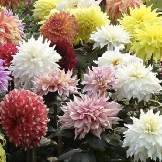 Mixed Dinnerplate Dahlia Bulbs 3 Large Tubers Assorted Colors Garden Flower Bulbs - Fast Growing