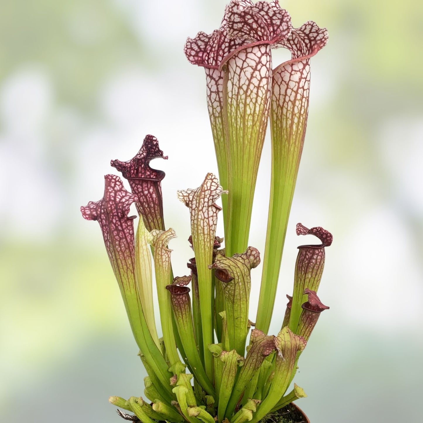Sarracenia Pitcher Plant Persian Rug Variety Live Carnivorous Plant Rare Collector's Botanical Decor