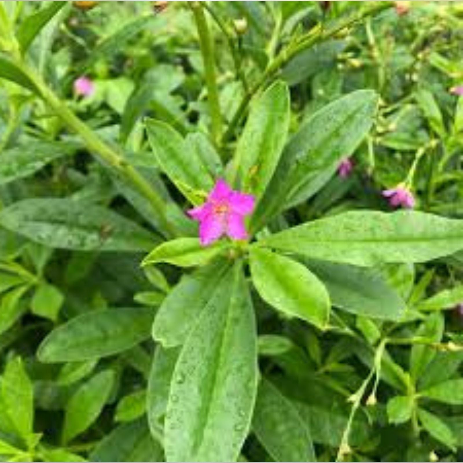 Surinam Spinach Cuttings Edible Green Basella rubra Live Plant Starter Houseplant Waterleaf Ceylon Philippines Florida