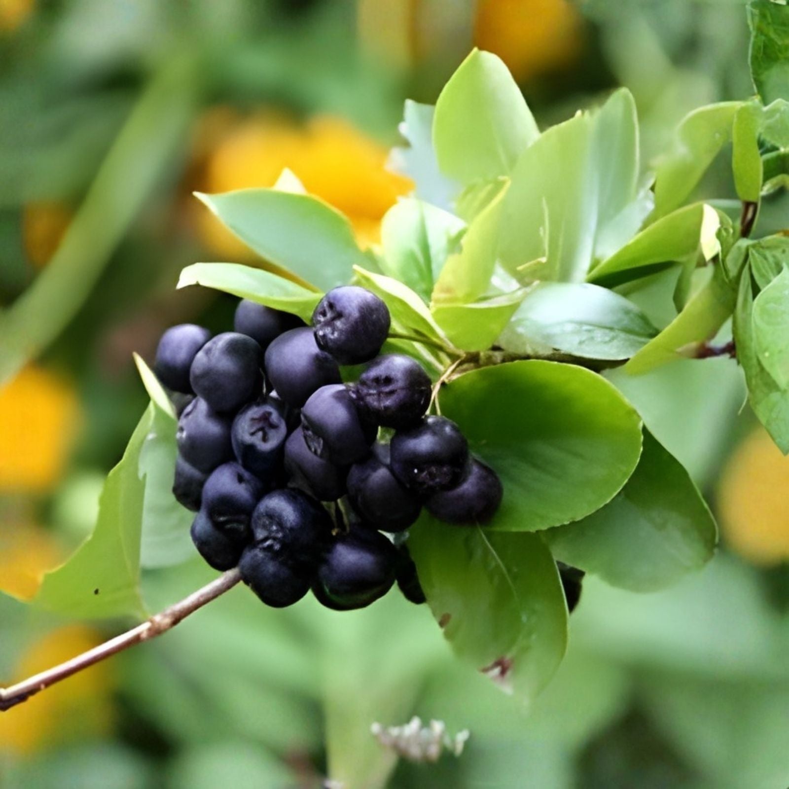 Black Chokeberry Shrub Bare Root 16+ Inches Aronia melanocarpa Edible Berry Bush Ornamental Plant