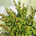 Elephant Bush Cuttings Portulacaria afra Succulents Live Plant Drought Tolerant Indoor Outdoor Propagation Starter