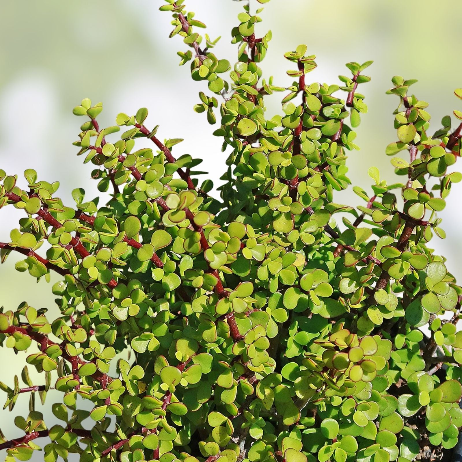 Elephant Bush Cuttings Portulacaria afra Succulents Live Plant Drought Tolerant Indoor Outdoor Propagation Starter