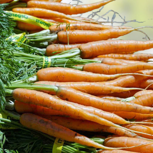 Little Fingers Carrot Seeds Non-GMO Daucus carota Vegetable Gardening Starter Plants 100+ Seeds