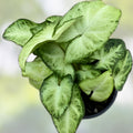 Syngonium Podophyllum White Butterfly Indoor Houseplant, Green Foliage, Easy Care, Live Plant, Houseplant, Starter Plant