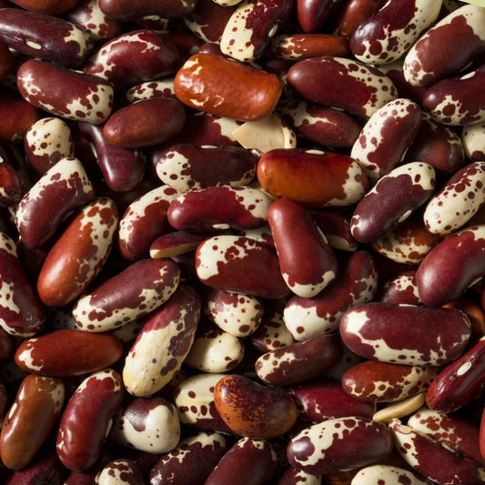 Jacob's Cattle Bean Seeds - 20 High Yielding Phaseolus vulgaris for Cooking and Gardening - Easy to Grow Bean Seeds