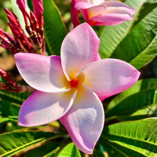 Light Pink Plumeria Cutting, Semi Dwarf Frangipani Plant, Live Tropical Garden Houseplant, Easy to Grow, 16+ Inches