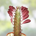 Rooted Red African Milk Tree Cactus Euphorbia trigona Live Plant Pair Indoor Succulent Gift