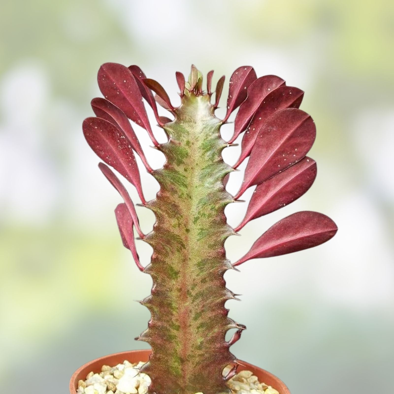 Rooted Red African Milk Tree Cactus Euphorbia trigona Live Plant Pair Indoor Succulent Gift