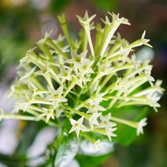 Night Blooming Jasmine Plant in 5" Pot, Cestrum nocturnum, Fragrant Tropical Houseplant, Indoor Outdoor Garden Plant, Non-GMO