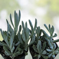 Blue Chalk Sticks Succulent Cutting – Healthy Live Plant, Senecio mandraliscae, Easy Care Houseplant, Rare Succulent Propagation, Fast Shipping