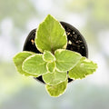 Variegated Cuban Oregano Cuttings - 4 Live Edible Herb Plants - Plectranthus amboinicus - Houseplant, Starter, Herb Garden
