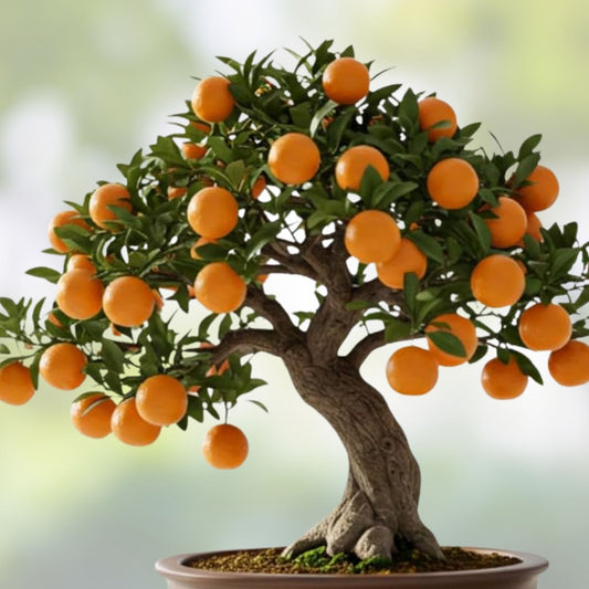 Orange Tree Bonsai Seeds – Citrus sinensis Fruit-Bearing Indoor Plant, 20 Seeds, Live Starter Plant, Citrus Seeds for Bonsai