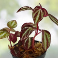 Sonerila sp Java Terrarium Plant Rare Melastome Indoor Houseplant Live Cutting Starter Plant