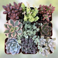 Rooted Plant Cuttings Variety Pack 15 Assorted Houseplants for Gardening Propagation Live Starter Plants