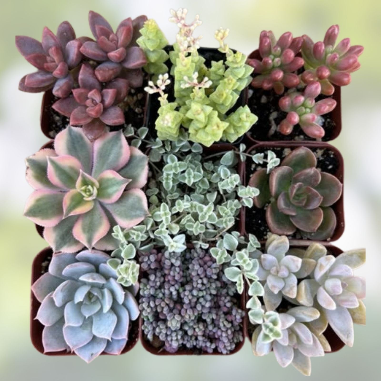 Rooted Plant Cuttings Variety Pack 15 Assorted Houseplants for Gardening Propagation Live Starter Plants