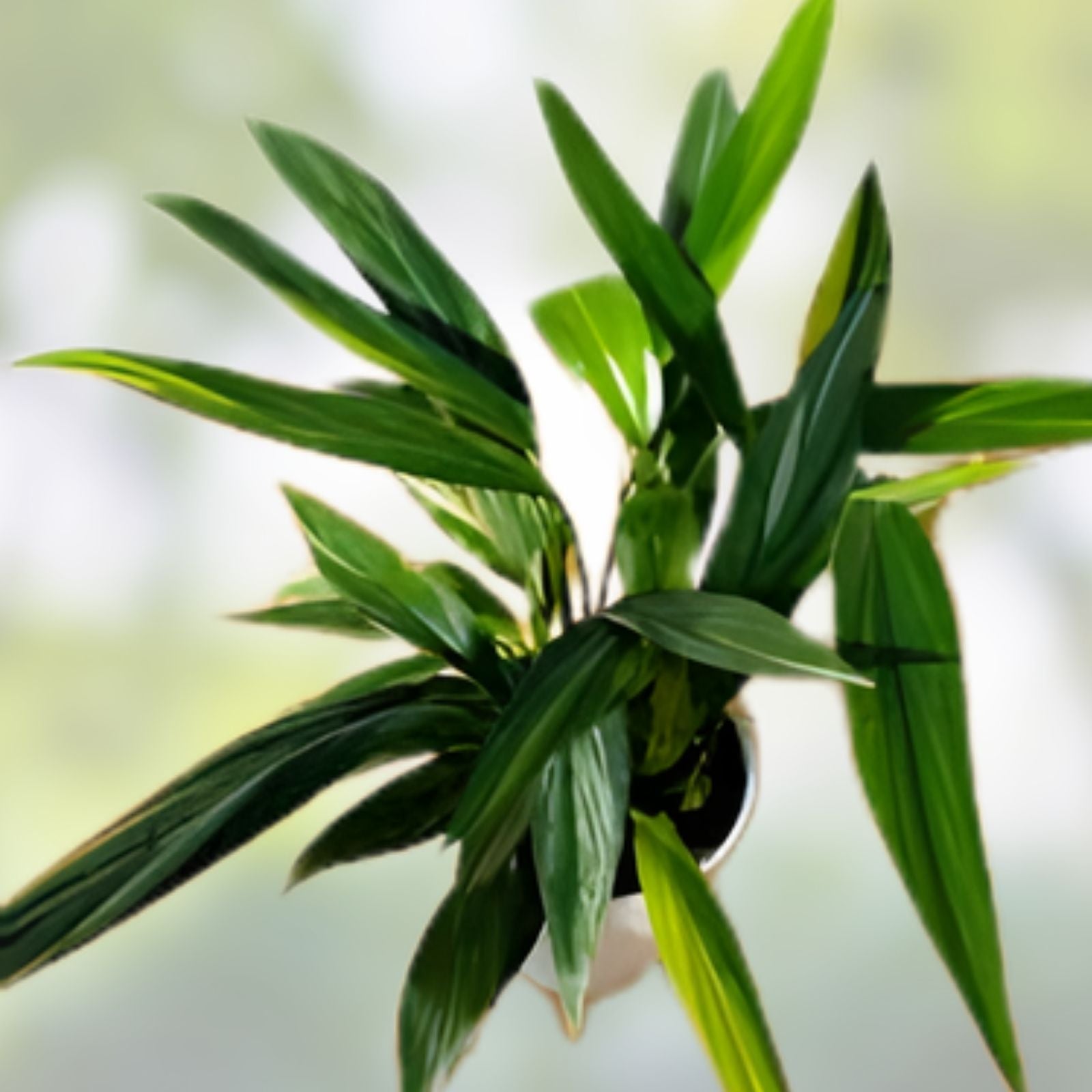 Epipremnum Amplissimum Cutting - Live Indoor Green Houseplant for Propagation - Green Foliage, Pothos Alternative, Rare Houseplant