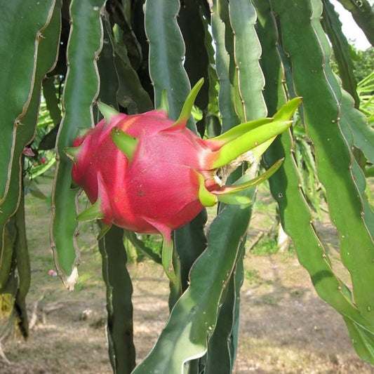 Organic Dragon Fruit Cuttings 10 Pack Hylocereus Undatus Edible Fruit Plant Starter Live Plant