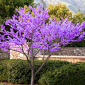 Redbud Tree Set of 2 Bare Root Cercis canadensis Missouri Grown Hardy Dormant Trees 6-12 Inches