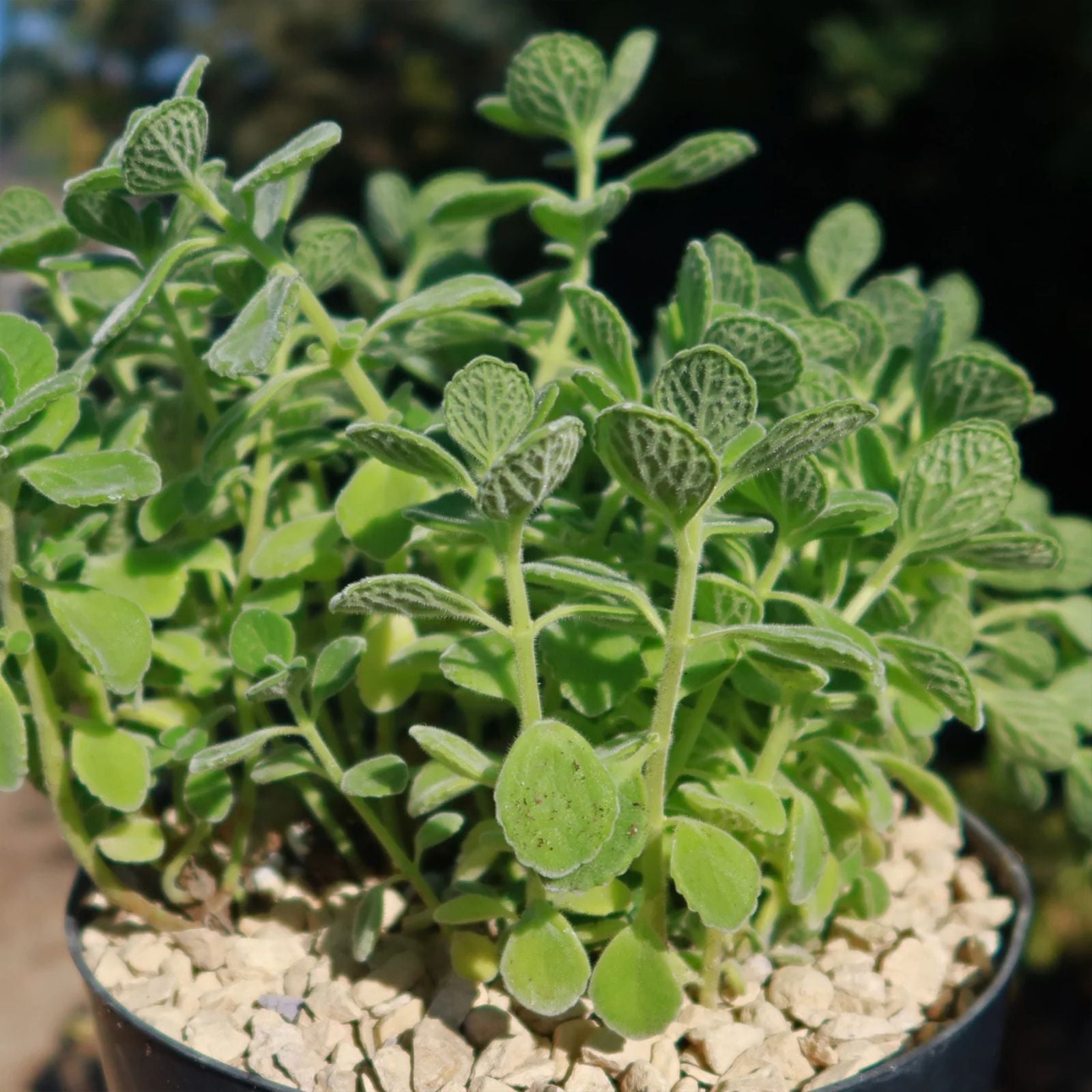 Succulent 4" Vicks Plant 2-Pack Plectranthus tomentosa Live Herb Starter Plant Camphor Minty Houseplant