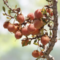 Desert Peach Bush Seeds 5 Pack - Drought-Tolerant Native Prunus andersonii for Gardening - BloomHavenNursery