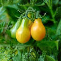 Yellow Pear Tomato Seeds, Heirloom Non-GMO, 500+ Starter Plants, Sweet Tasty Fruit, Home Garden, Solanum lycopersicum