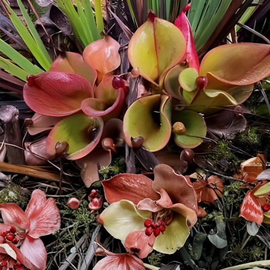 Nepenthes Tenuis x Mollis XL Rooted Cutting – Exotic Carnivorous Plant for Home Garden, Nepenthes Hybrid