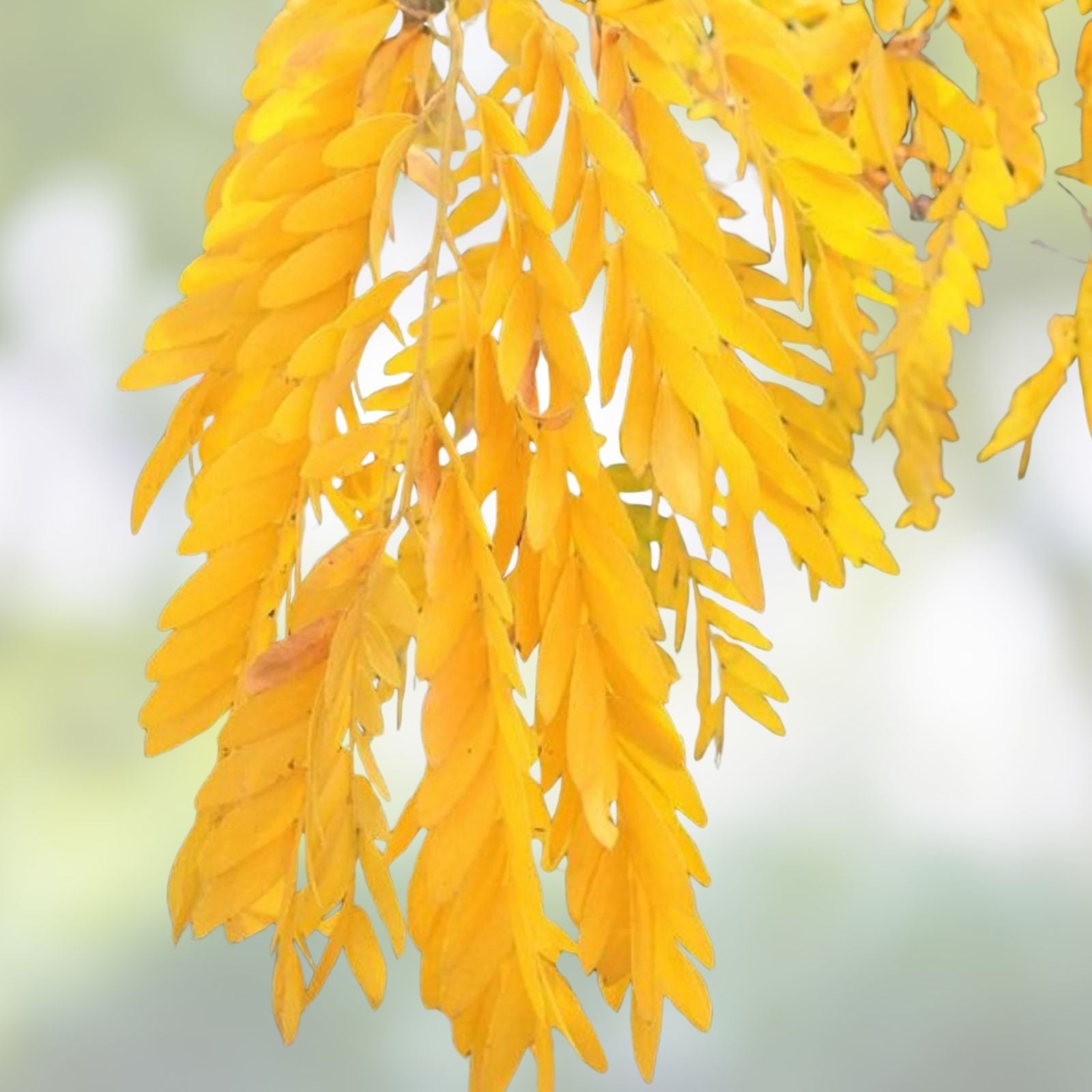 Seaberry Bush Seeds 50 Pack Edible Fruit Hippophae rhamnoides Organic Planting Seeds for Garden, Landscaping