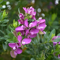 Polygala myrtifolia Sweet Pea Bush Live Plant Cutting Hardy Perennial Vibrant Blooms 6"