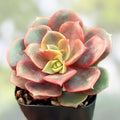 Echeveria Vampire 'Red Ball' Succulent Plant 2 Inch - Indoor Outdoor Garden Decor - Rosette, Red Foliage