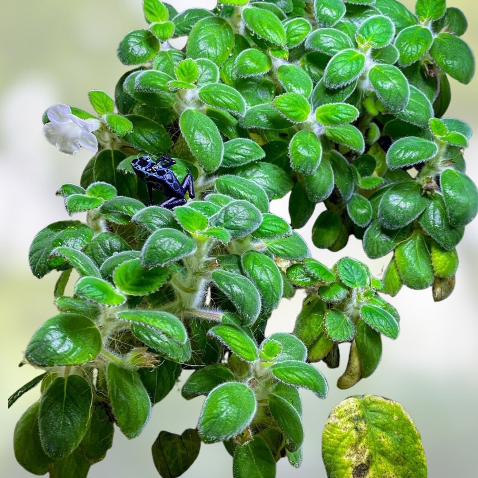 Nautilocalyx Adenosiphon Live Plant Cuttings - Indoor Terrarium Houseplant, Starter Plant, Green Foliage
