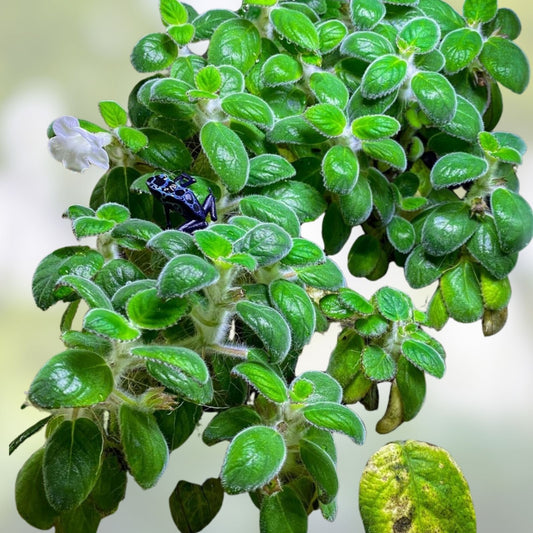 Nautilocalyx Adenosiphon Live Plant Cuttings - Indoor Terrarium Houseplant, Starter Plant, Green Foliage