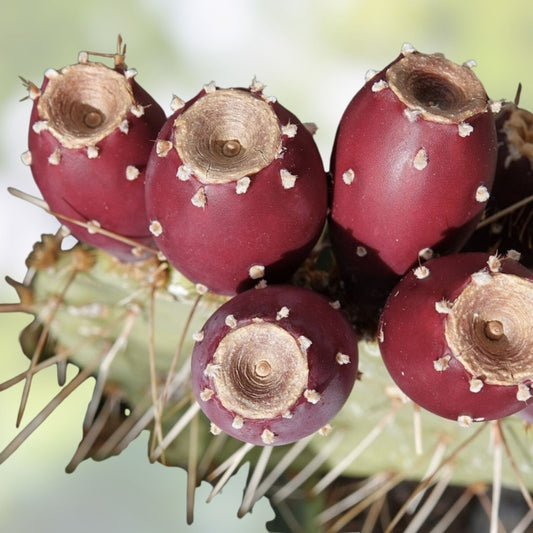 Opuntia Engelmannii Prickly Pear Cactus Cutting Live Succulent Plant Pad Segment Houseplant