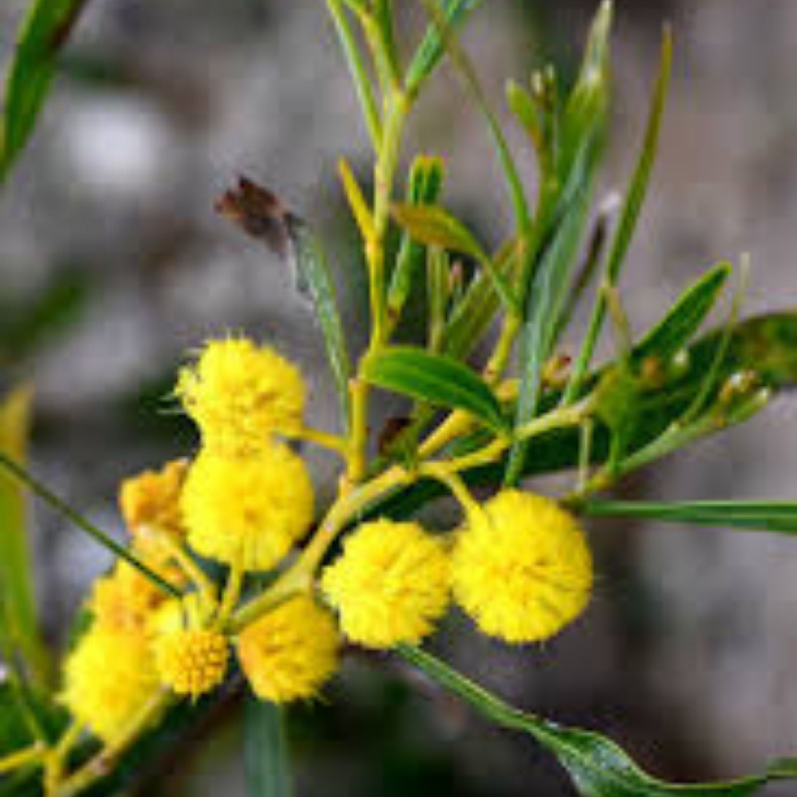 Acacia Saligna Seeds 25 Orange Wattle Drought-Tolerant Native Plant Seeds Australian Golden Wattle